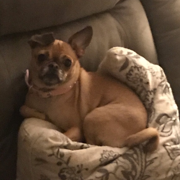 Meet your Posher, Mitzi - Picture 8 of 16